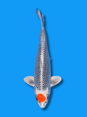 Tancho Kujaku | Koi&Co.